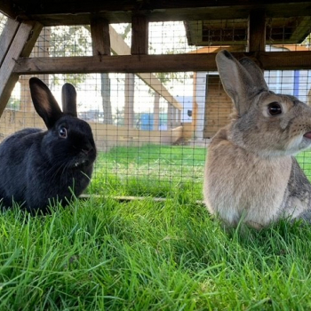 The Web Adventure Park Photos Rabbits