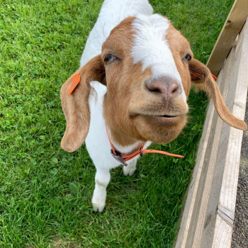 The Web Adventure Park Photos goat