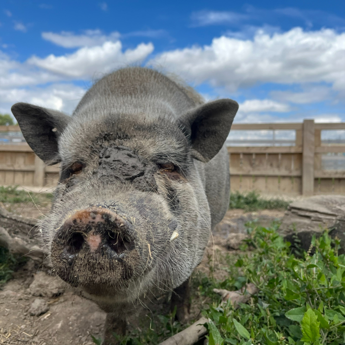 The Web Adventure Park Photos pig